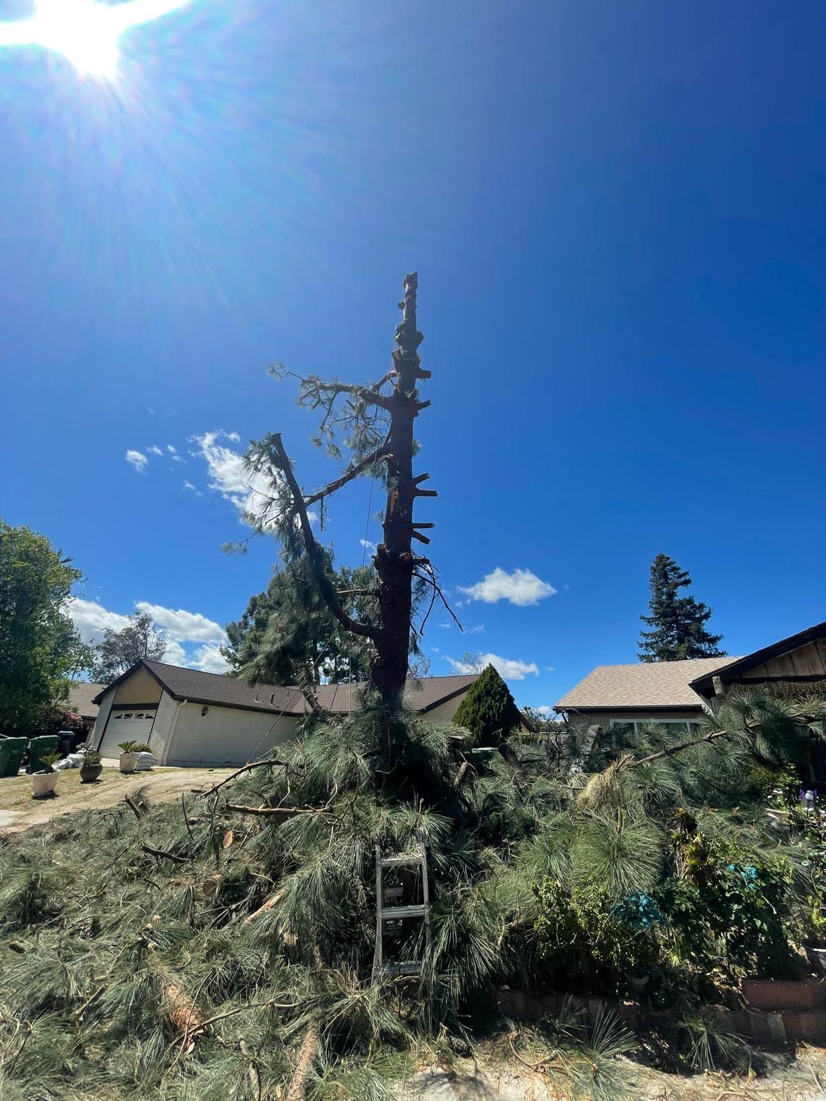 Tree Removal