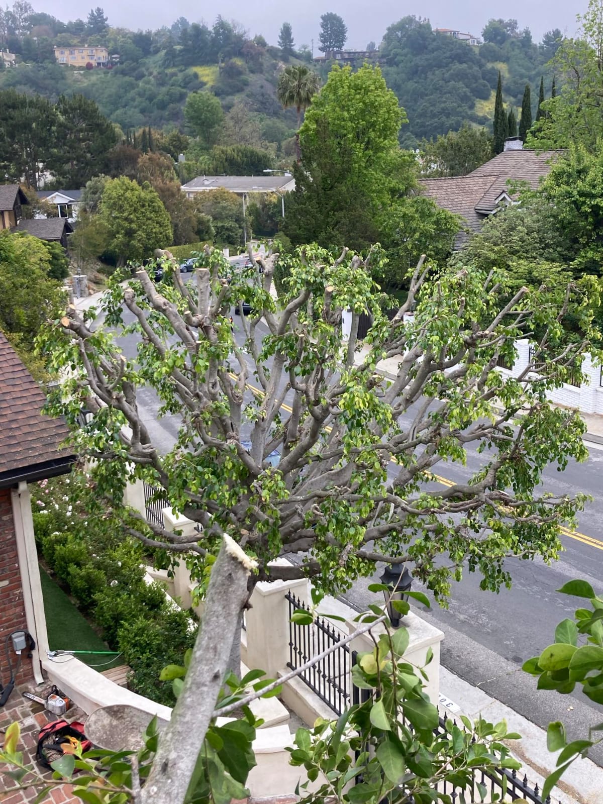 Tree Trimming